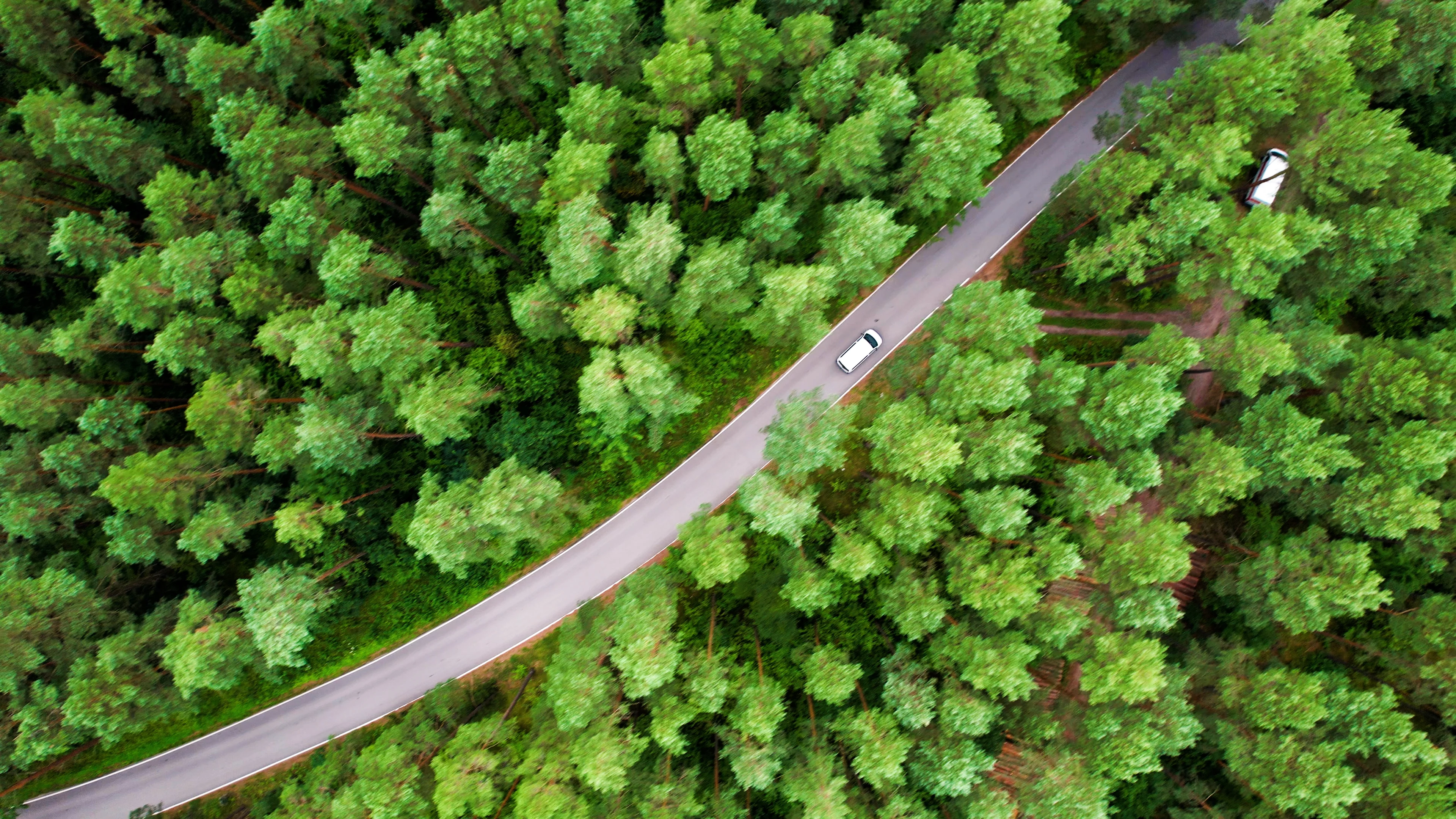 a road in a forest